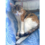 Zdjęcia użytkowników Nokia 5310