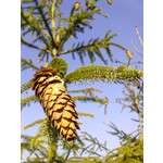 Zdjęcia użytkowników Nokia 5530 XM