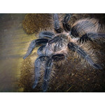 Zdjęcia użytkowników Nokia 5530 XM