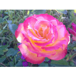 Zdjęcia użytkowników Nokia 5530 XM