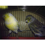 Zdjęcia użytkowników Nokia 5530 XM