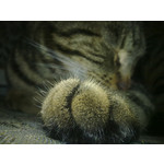 Zdjęcia użytkowników Nokia 5530 XM