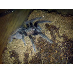 Zdjęcia użytkowników Nokia 5530 XM