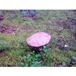 Zdjęcia użytkowników Nokia 6210 Navigator