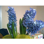 Zdjęcia użytkowników Nokia 6210 Navigator