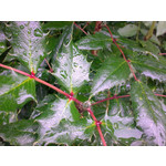 Zdjęcia użytkowników Nokia 6210 Navigator