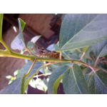 Zdjęcia użytkowników Nokia 6210 Navigator