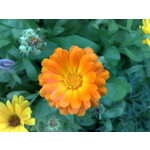 Zdjęcia użytkowników Nokia 6220 Classic