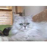 Zdjęcia użytkowników Nokia 6220 Classic