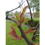 Zdjęcia użytkowników Nokia 6220 Classic