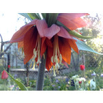 Zdjęcia użytkowników Nokia 6220 Classic