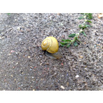 Zdjęcia użytkowników Nokia 6220 Classic