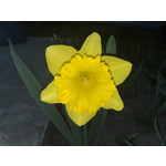 Zdjęcia użytkowników Nokia 6220 Classic