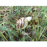 Zdjęcia użytkowników Nokia 6220 Classic