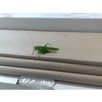 Zdjęcia użytkowników Nokia 6220 Classic