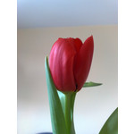 Zdjęcia użytkowników Nokia 6220 Classic