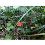 Zdjęcia użytkowników Nokia 6220 Classic