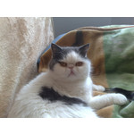 Zdjęcia użytkowników Nokia 6220 Classic