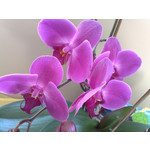 Zdjęcia użytkowników Nokia 6220 Classic