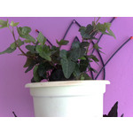 Zdjęcia użytkowników Nokia 6220 Classic