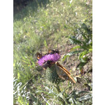 Zdjęcia użytkowników Nokia 6220 Classic