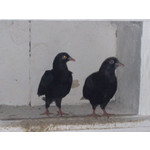 Zdjęcia użytkowników Nokia 6220 Classic