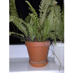 Zdjęcia użytkowników Nokia 6220 Classic