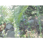 Zdjęcia użytkowników Nokia 6220 Classic