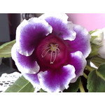 Zdjęcia użytkowników Nokia 6220 Classic