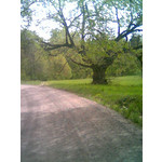 Zdjęcia użytkowników Nokia 6230