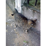 Zdjęcia użytkowników Nokia 6303 Classic