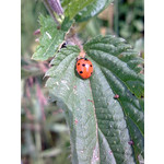 Zdjęcia użytkowników Nokia 6303 Classic