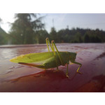 Zdjęcia użytkowników Nokia 6303 Classic