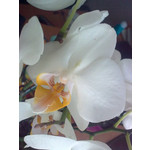 Zdjęcia użytkowników Nokia 6303 Classic