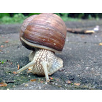 Zdjęcia użytkowników Nokia 6303 Classic