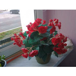 Zdjęcia użytkowników Nokia 6303 Classic