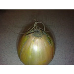 Zdjęcia użytkowników Nokia 6303 Classic