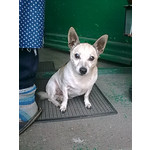 Zdjęcia użytkowników Nokia 6303 Classic