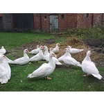 Zdjęcia użytkowników Nokia 6303 Classic