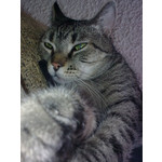 Zdjęcia użytkowników Nokia 6303 Classic