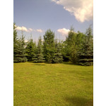 Zdjęcia użytkowników Nokia 6303 Classic