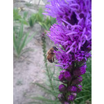 Zdjęcia użytkowników Nokia 6303 Classic