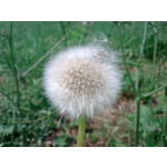 Zdjęcia użytkowników Nokia 6303 Classic