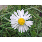 Zdjęcia użytkowników Nokia 6303 Classic