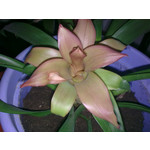 Zdjęcia użytkowników Nokia 6303 Classic