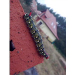 Zdjęcia użytkowników Nokia 6303 Classic