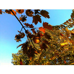 Zdjęcia użytkowników Nokia 6303i classic