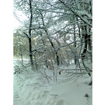 Zdjęcia użytkowników Nokia 6303i classic