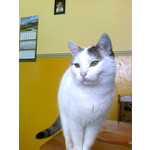 Zdjęcia użytkowników Nokia 6303i classic