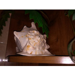 ZDJĘCIA Z TEGO TELEFONU